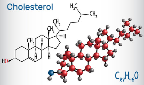 Cholesterol Molecule