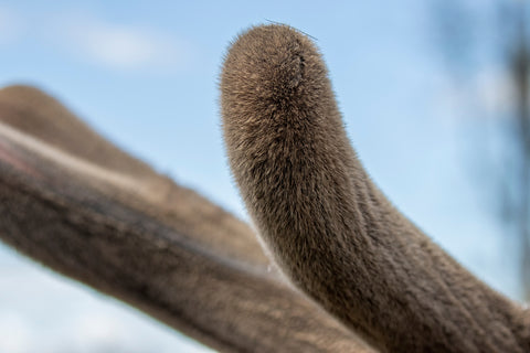 Close Up of Deer Antler Velvet
