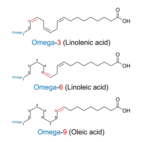 The Three Essential Omega Fatty Acids 3,6,9