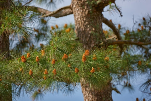 Pine Pollen Time Concept