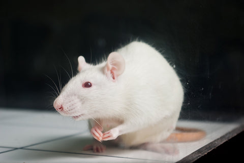 Lab Rats are Genetically Similar to Humans