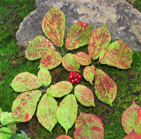 Wild American Ginseng Plant