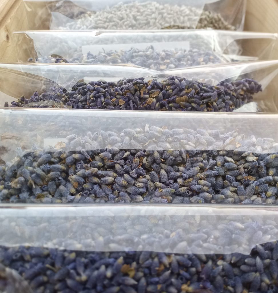 lavanda azul seca