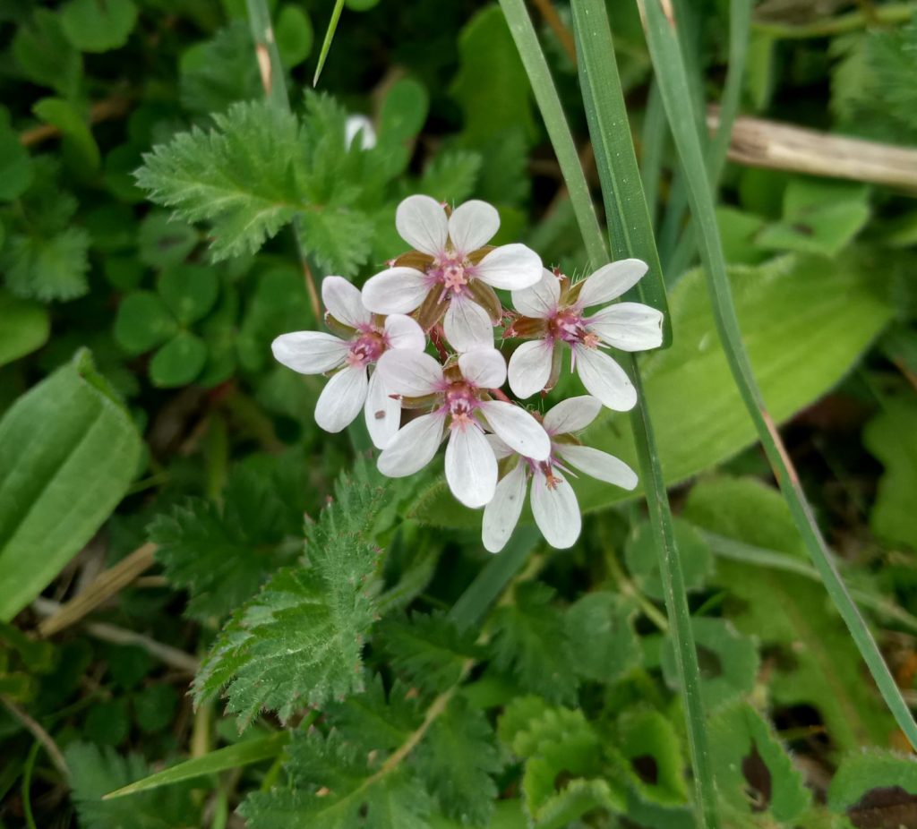 Rotstieliger Storchenschnabel Erodium cicutarium