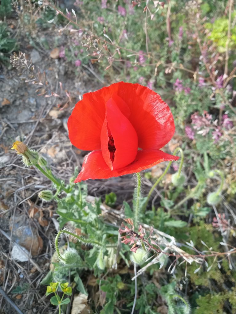 klaproos          Papaver rhoeas