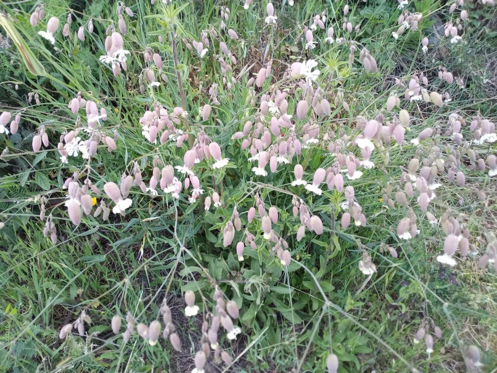 Campión de la vejiga - Silene vulgaris