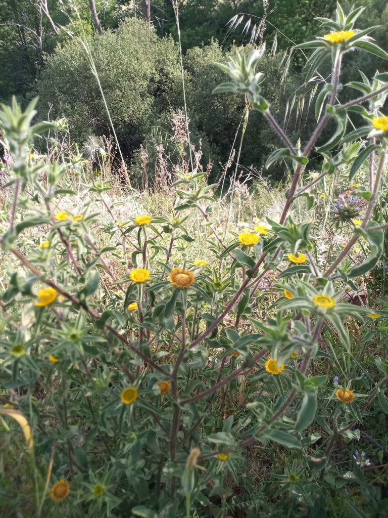 Stekelige goudster – Pallennis spinosa Cass