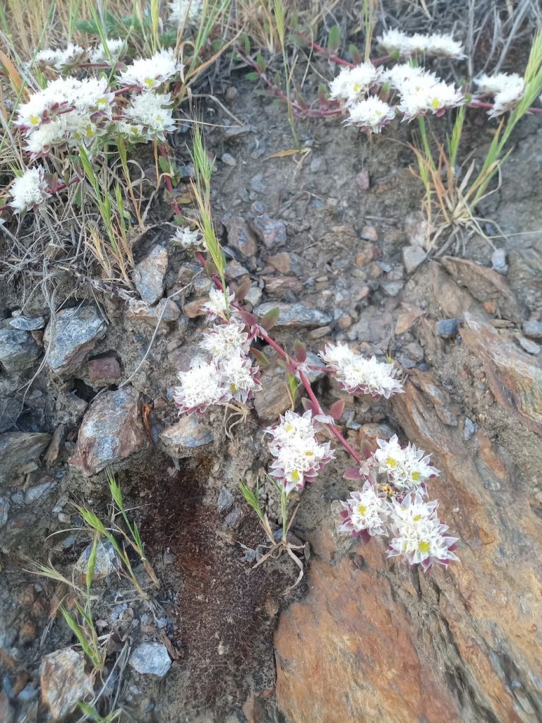 Silberne Nagelwurz – Paronychia argentea lam