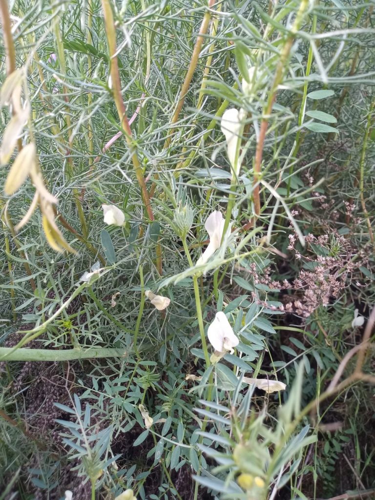 Veza amarilla lisa - Vicia lutea