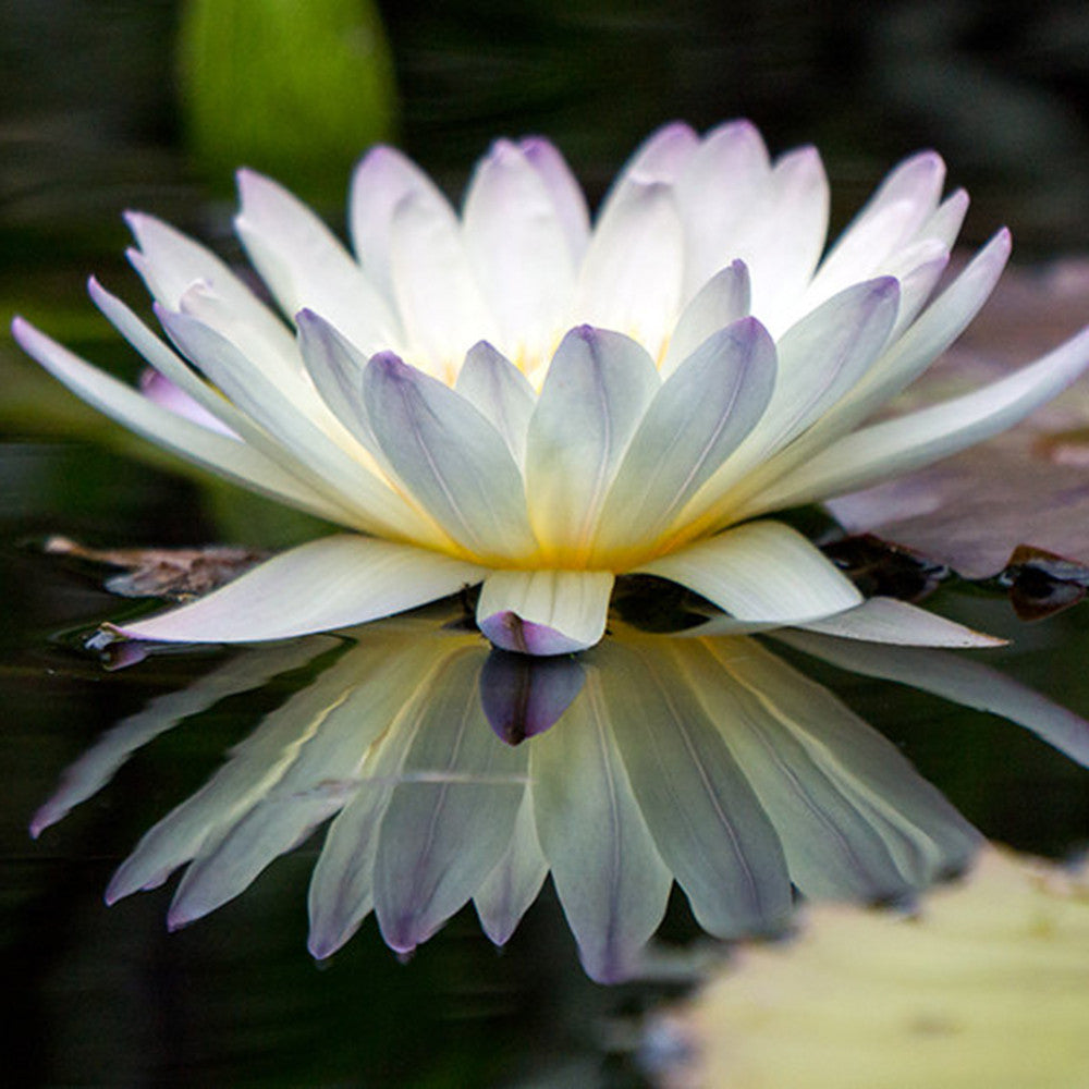 Water Lily Fine Art Print – april bern art & photography