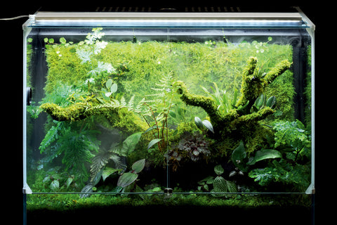 DOOA PALUDA LIGHT (for paludarium) – Aqua Forest Aquarium