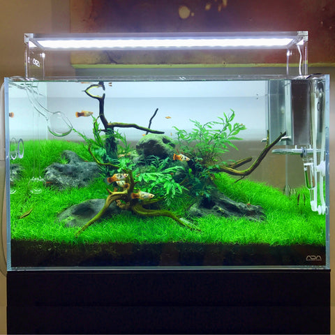 ada aquarium tank