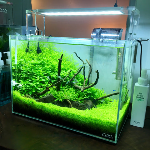 ada aquarium tank