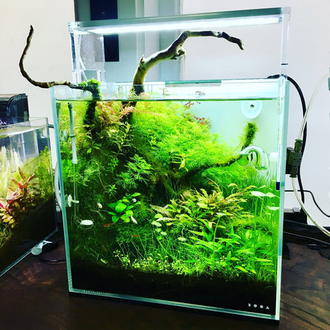 ada aquarium tank