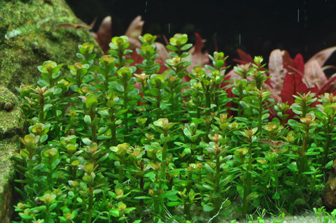 Tropica Aquarium Plants Rotala Bonsai Tissue Culture Tropica 1 2 Aqua Forest Aquarium