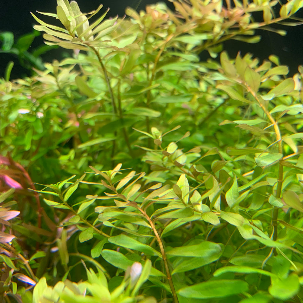 IC439 ADA Tissue Culture  - Rotala sp 'Ceylon' (cup size: tall)