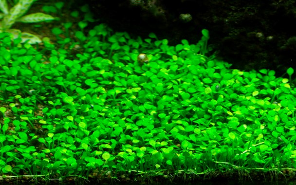 Tropica Aquarium Plants Marsilea Crenata Tc Tropica 1 2 Grow Aqua Forest Aquarium