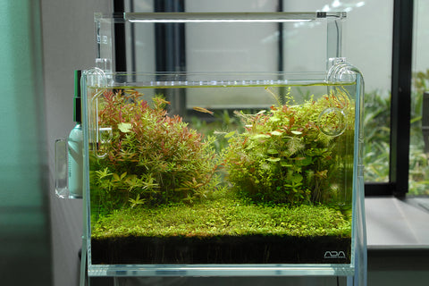 mini glass aquarium