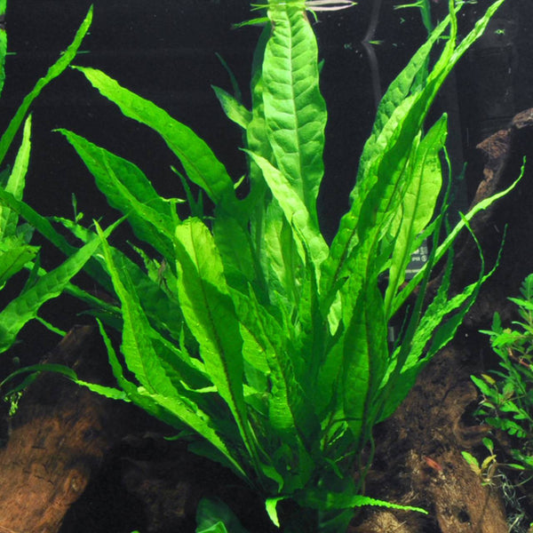 malaysian red java fern