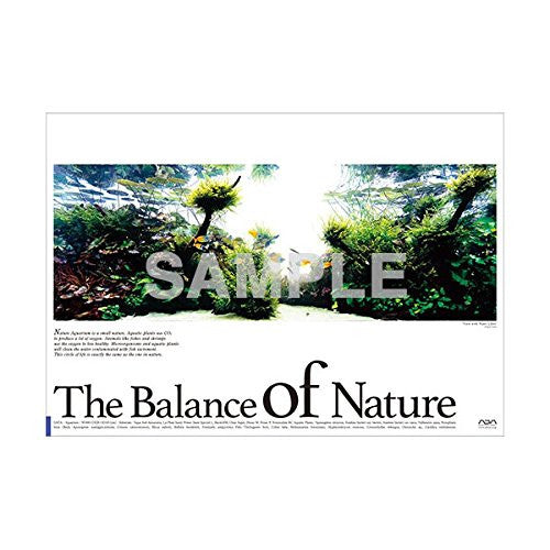 Balance of Nature Poster (B. Melanotaenia boesemani) \u2013 Aqua Forest Aquarium