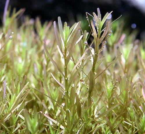 IC432 ADA Tissue Culture  - Rotala sp. 'Wayanad' (cup size: tall)