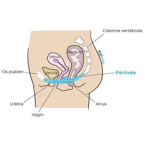 périnée coupe de profil