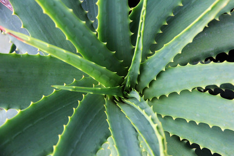 Discover 10 Things To Do With Amazing Aloe Vera Gel Oasis Beauty Nz