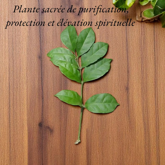 Feuilles d’Hysope Africaine