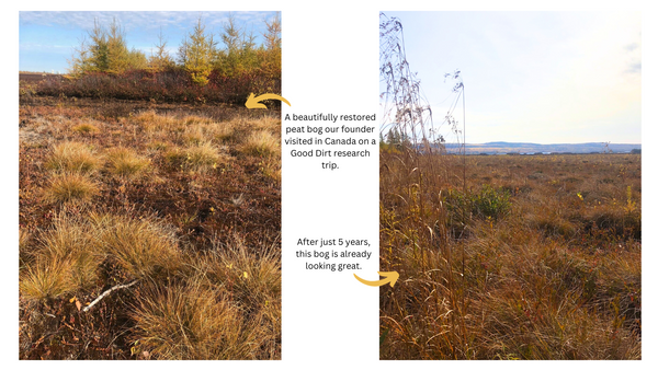 A beautifully restored peat bog