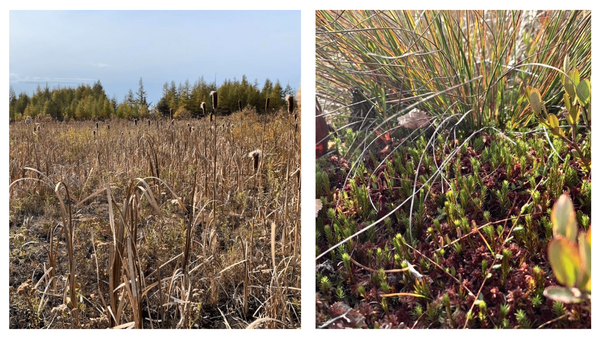 Close-up of restored peat bog