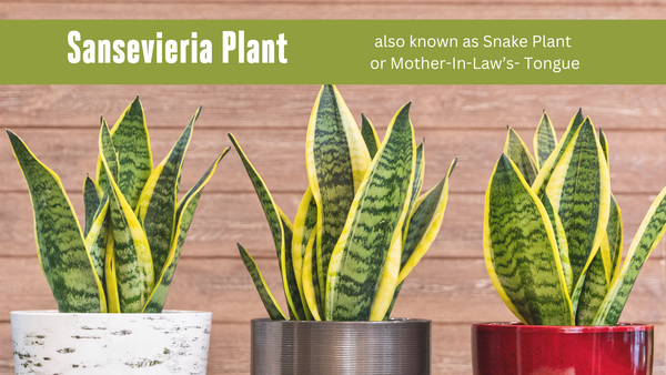 Sansevieria plants, also known as a Snake plants.