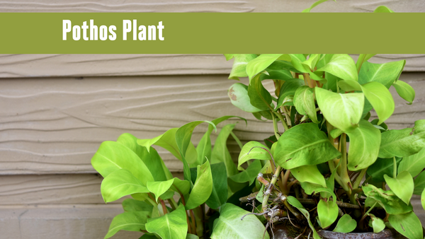 A Pothos plant