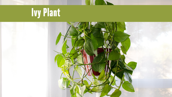 A hanging Ivy plant.