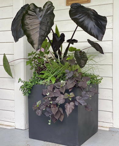 Various types of plants in a large planter.