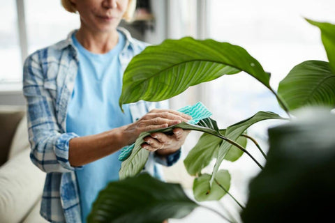 A woman cleaning the leaves of her plant.