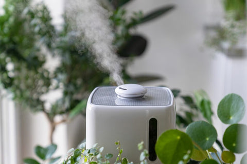 A humidifier positioned near plants.