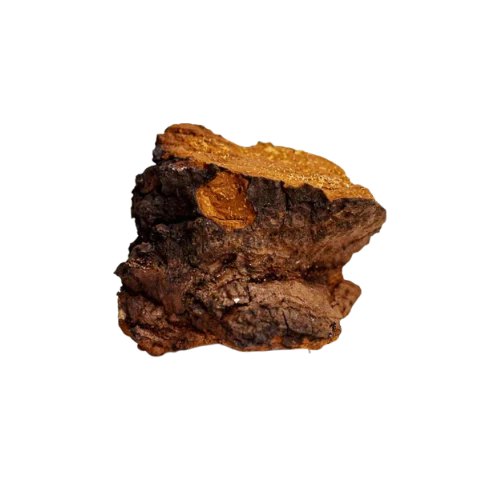 Chaga