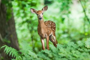 Rehkitz im Wald