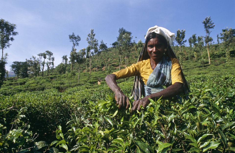 Nilgiri Tea