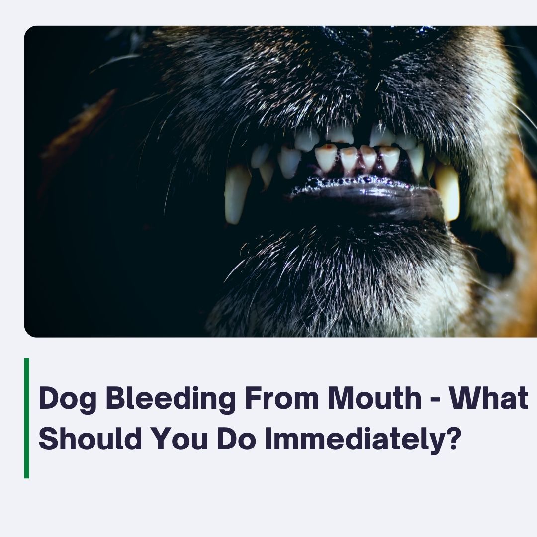 what to do if dogs mouth is bleeding