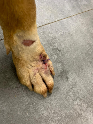 Dog wound that is healing with Yunnan Baiyao