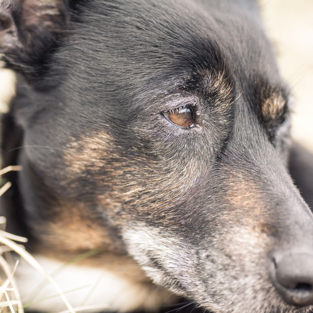 Yunnan Baiyao For Dogs With Hemangiosarcoma