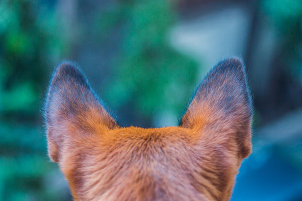 Dog’s Ears