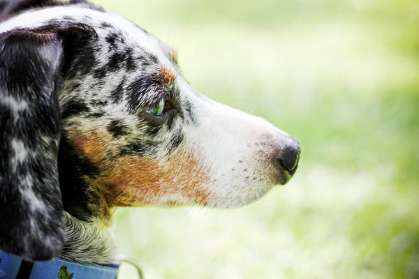 herbs for dog