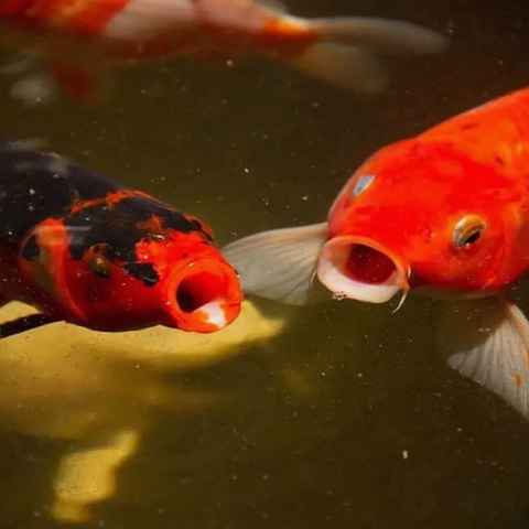 poissons prédateurs des moustiques