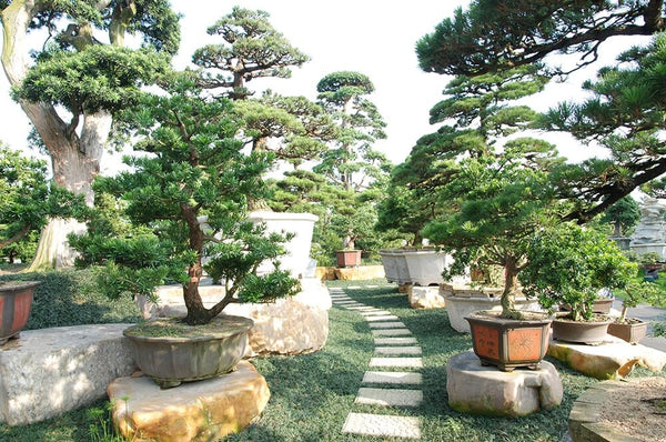 The benefits of conifers on the site