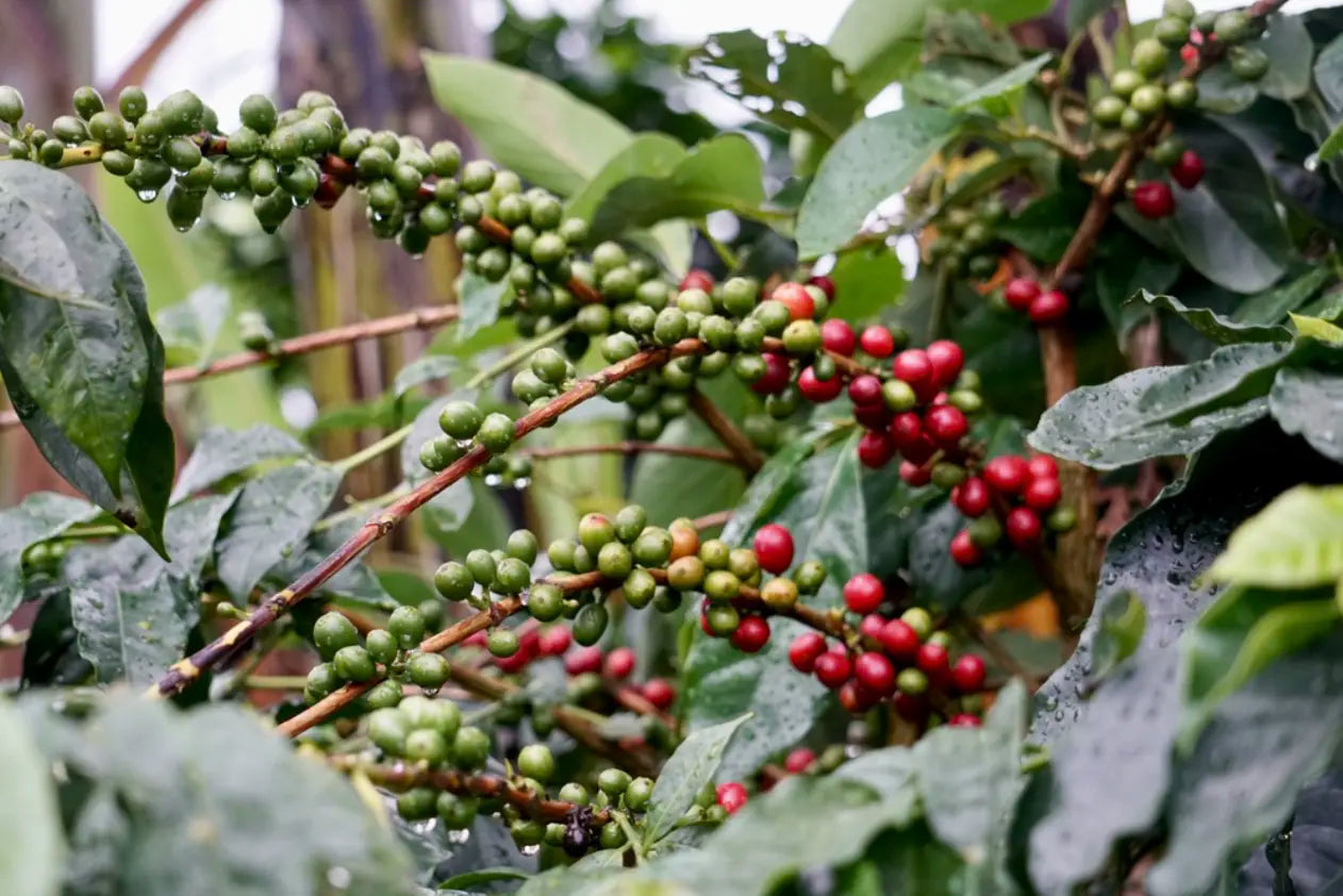coffee plant with coffee fruit