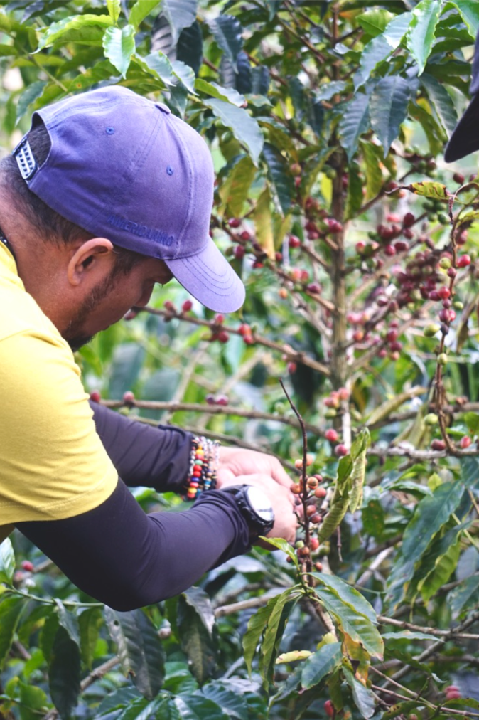 farmer picking coffee fruit