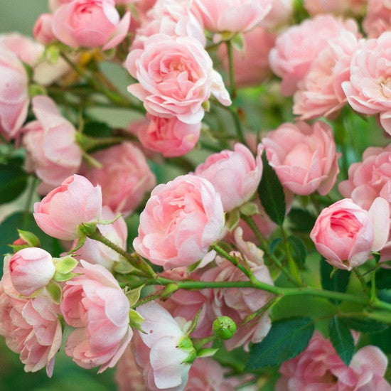 Rose Bush - Pink (Cupcake Rose)