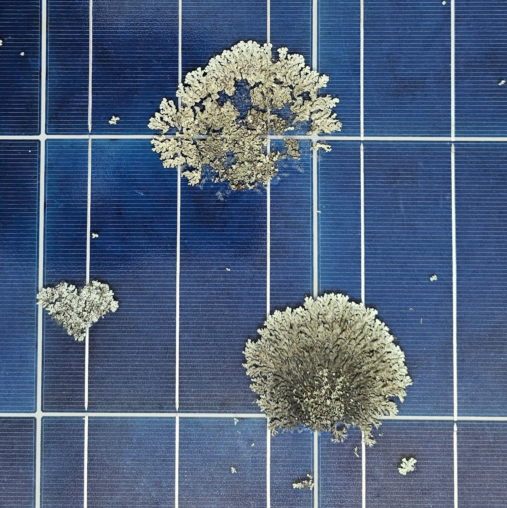 Lichen on Solar Panel